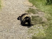 porcupine